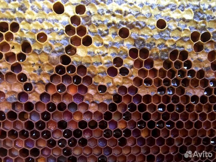 Сотовый мед