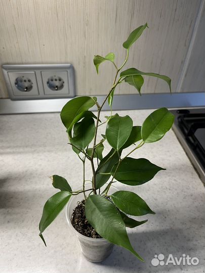 Фикус бенджамина