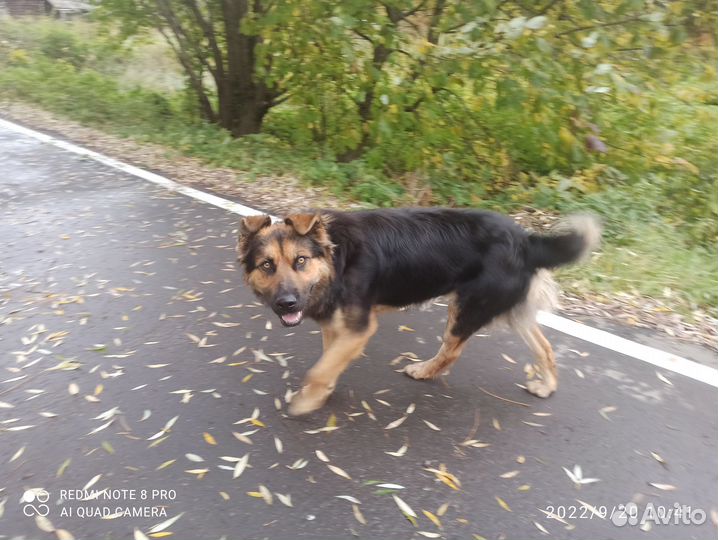 Собака в хорошие руки