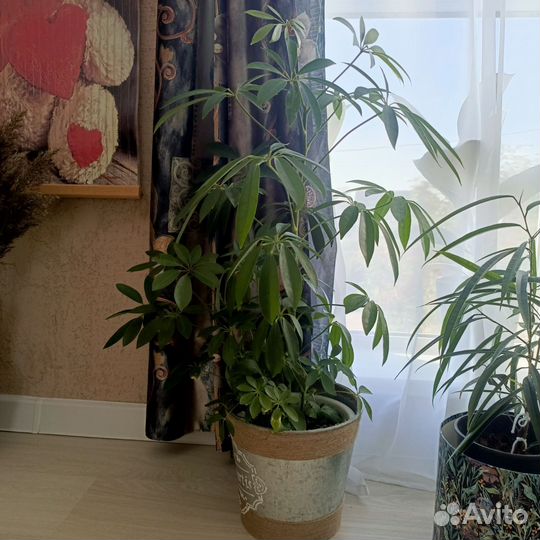 Комнатные цветы шефлера