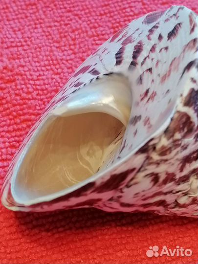 Морские ракушки раковины - сувенир