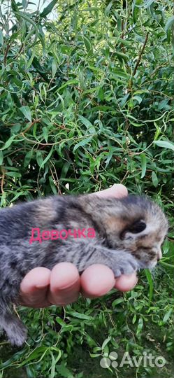 Кошка в дар