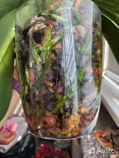 Орхидея фаленопсис