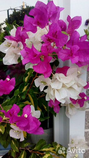 Бугенвиллия