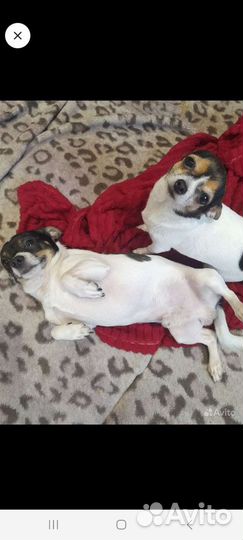 Мини той-терьер щенки