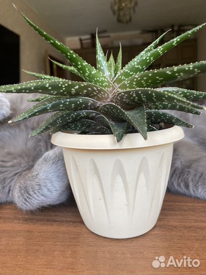 Кактусы и суккуленты