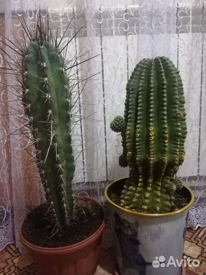 Кактусы