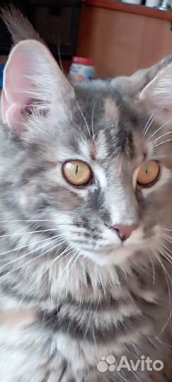 Кошки мейн-кун