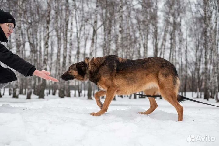 Метис малинуа в приюте ищет дом
