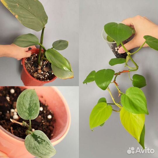 Комнатные растения ч. 1