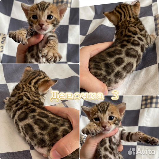 Бенгальские котята