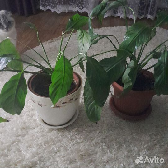 Спатифиллум