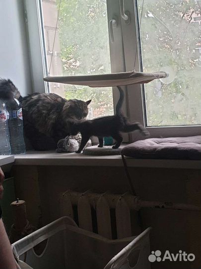 Котенок в добрые руки девочка