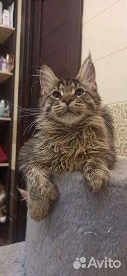 Мейн-кун полидакт