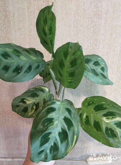 Комнатные растения