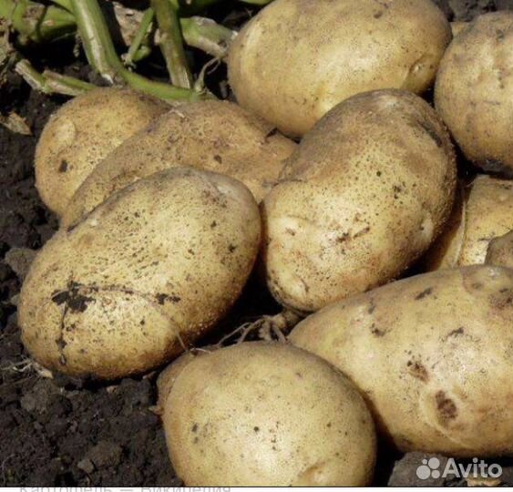 Картофель едовой