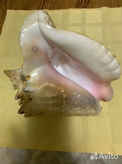 Ракушка ропана, большая