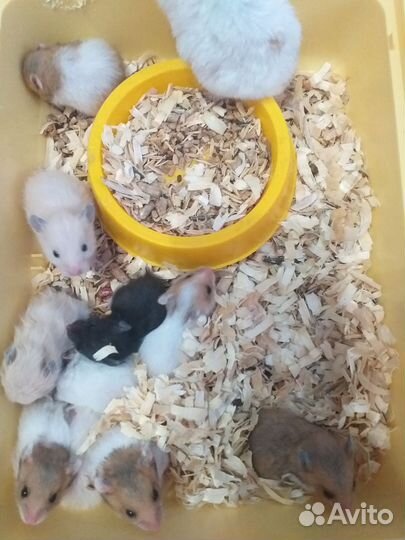 Серийские хомяки