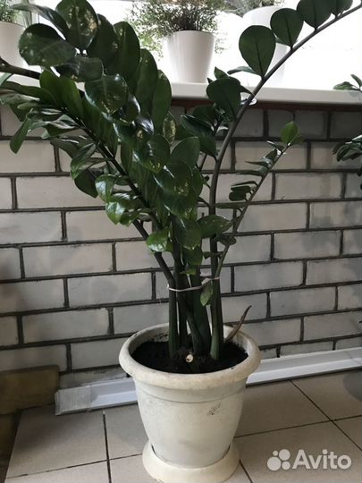 Замиокулькас равен