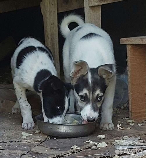 Щенки