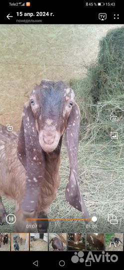 Козлы камори