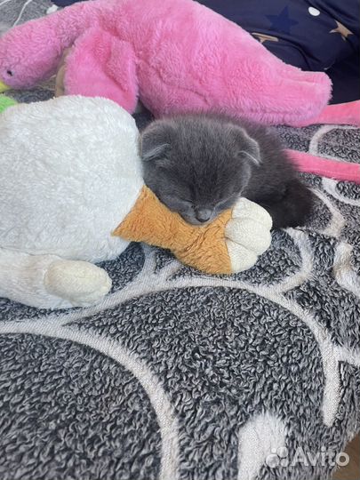 Котята бесплатно