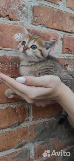 Котенок в дар бесплатно