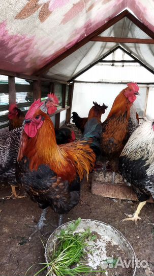 Домашняя птица