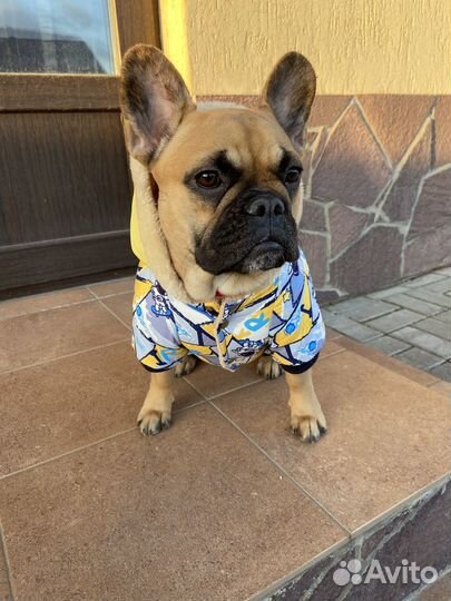 Комбинезон для собаки