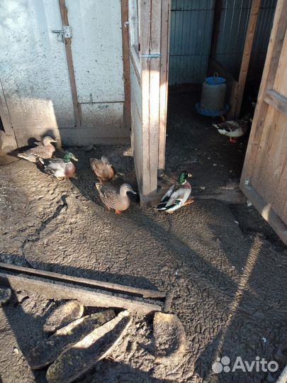 Подсадные утки