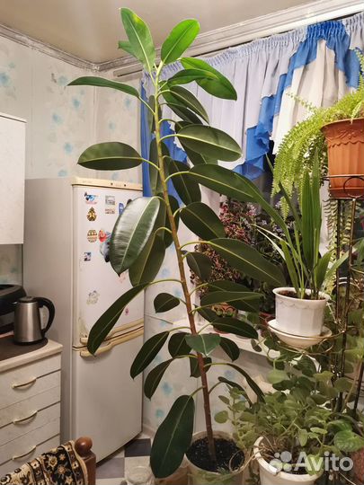 Фикус каучуковый большой