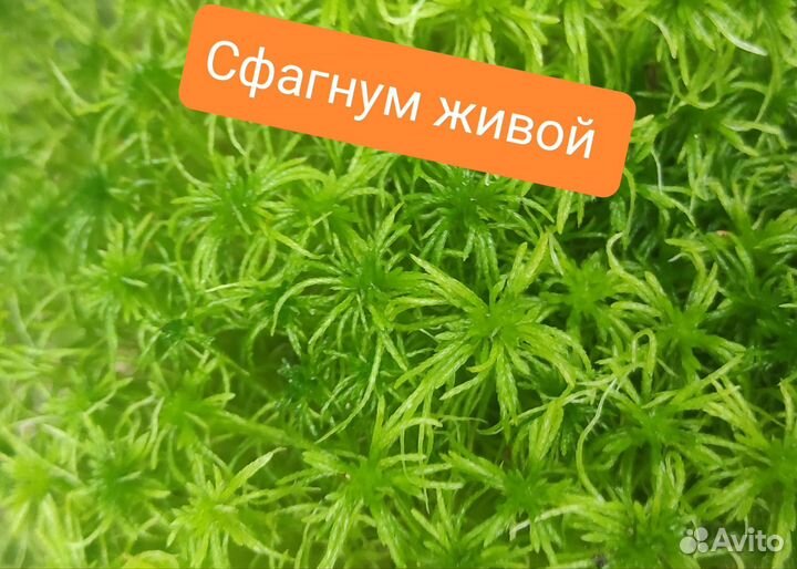 Мох сфагнум лучшее качество