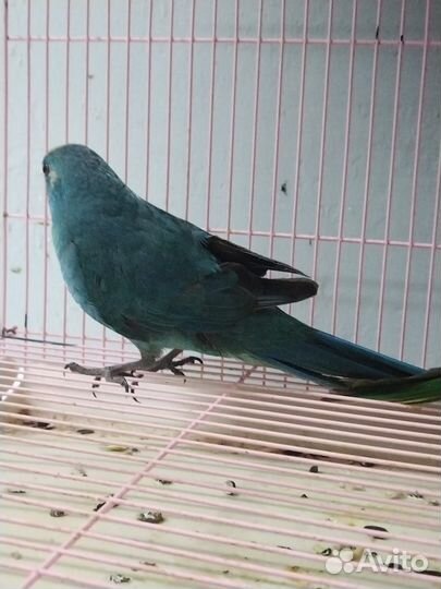 Попугай Какарик