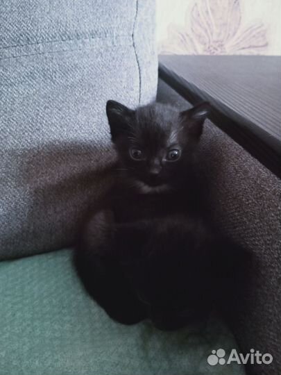 Котики в дар