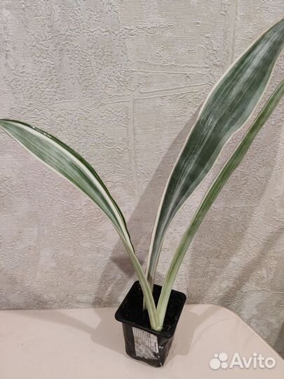 Сортовые Сансевиерии