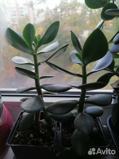 Денежное дерево (толстянка, крассула, суккулент)