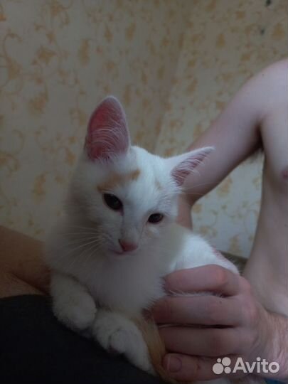 Кошка в дар бесплатно