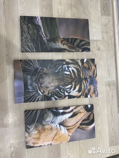 Модульная картина тигр