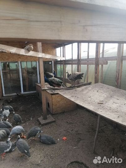 Павлины черноплечие