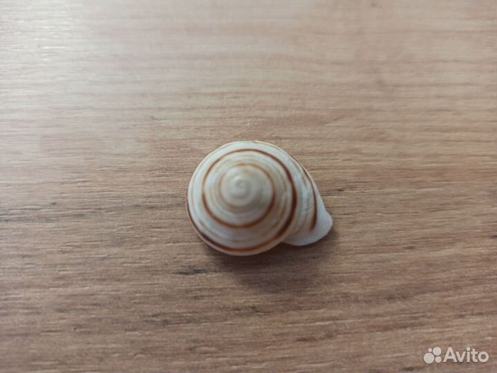 Морская раковина