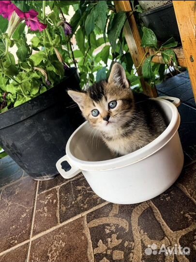 Шотландские вислоухие котята