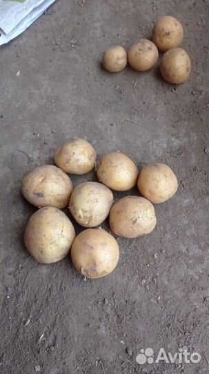 Продаем картофель сорта 