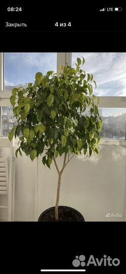 Бенджамина фикус