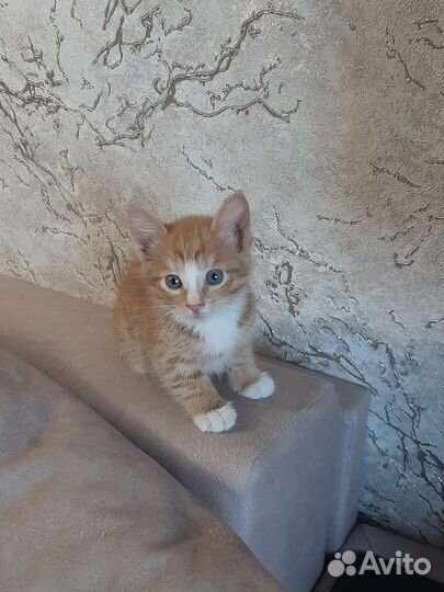 Солнечные котята в добрые руки