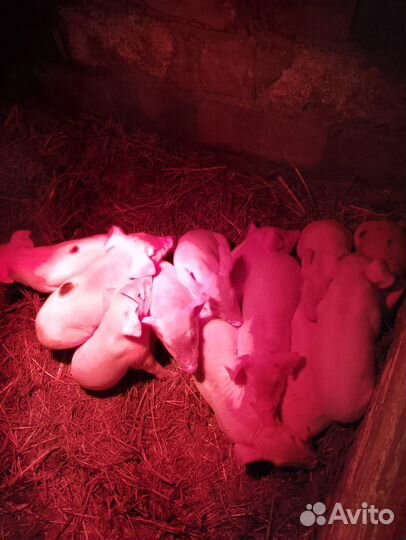 Продам поросят