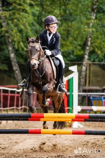 Продам. Уэльский пони