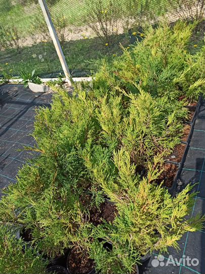 Саженцы можжевельника