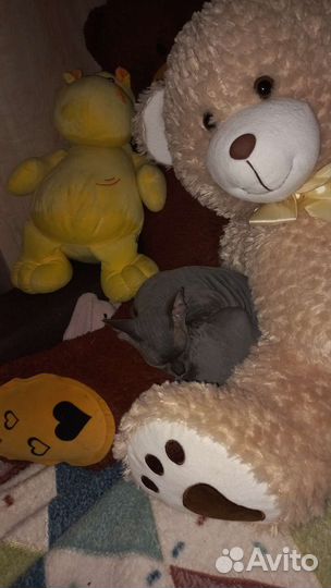 Передежка животных