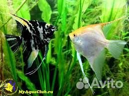 Аквариумные рыбки