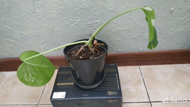 Монстера и др